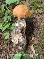 Leccinum versipelle-amf344